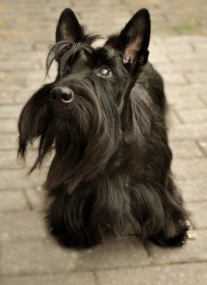 Kurzhaarige Hunde sind eher pflegeleicht. Scottish Terrier