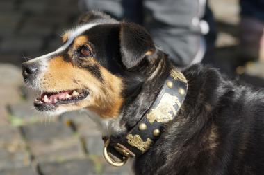Der Appenzeller muss täglich gefordert werden. Appenzeller Sennenhund Kopf