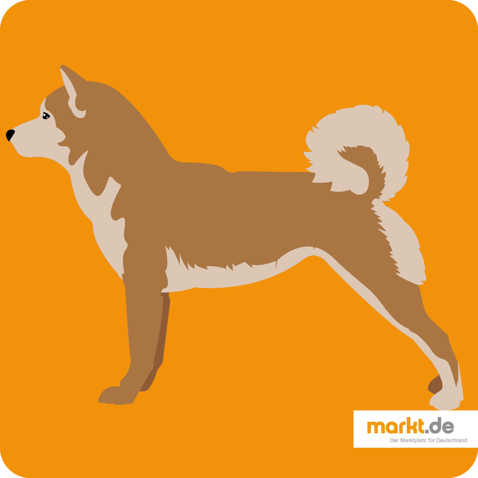 Shiba - die Hunderasse im Portrait Shiba