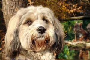 Lose Haare und Unterwolle sollten regelmäßig ausgebürstet werden. Tibet Terrier Gesundheit