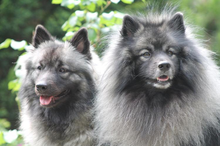 Bild Wolfsspitz-Pärchen