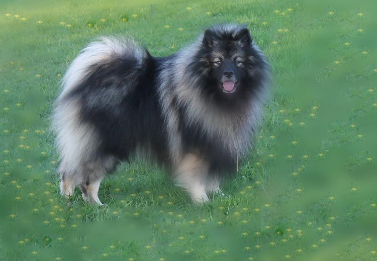 Der Wolfsspitz ist ein Familienhund, der auch mit Kleinkindern umgehen kann. Bild Wolfsspitz auf der Wiese