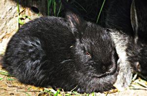 Die Alaska Kaninchen wurden Anfang des 20. Jahrhunderts erstmals gezüchtet. Bild liegendes Alaska Kaninchen