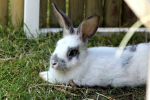 Liegendes Kaninchen