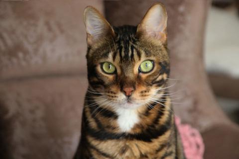 Die Bengal Katze erinnert auf den ersten Blick an einen Leoparden. Bengal Katze