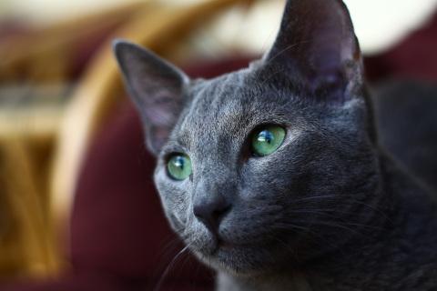Das schimmernde Fell der Russisch Blau sollte regelmäßig gebürstet werden. Russisch Blau Katze
