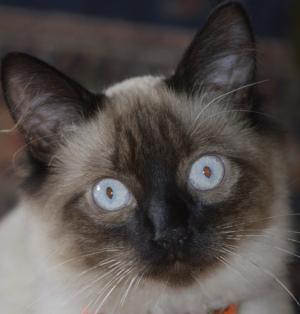 Balinesenkatze
