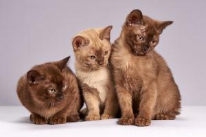 Um eine Allergie auf eine bestimmte Katzenrasse auszuschließen, sollte man sich einem Allergietest unterziehen. Burma-Katzen Trio