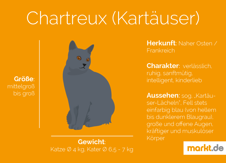 Kartäuser Katzen sind sehr intelligent und zutraulich. Grafik Rasseportrait Kartäuser Katzen