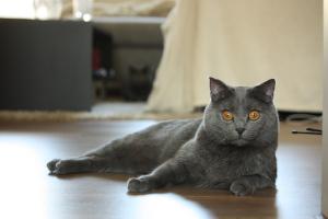 Chartreux auf dem Fußboden