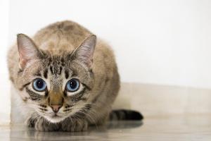 Ojos Azules Katze