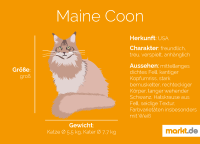 Der Charakter der Maine Coon ist ruhig, anpassungsfähig, allerdings mit starkem Willen. Grafik Maine Coon Portrait