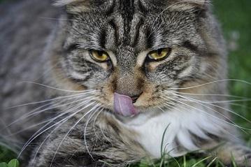 Maine Coon Katzen sind im Umgang mit Menschen besonders freundlich und anhänglich. Maine Coon getigert
