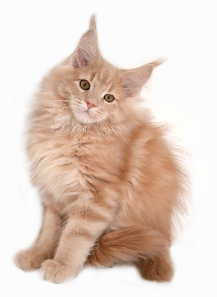 Sie können bis zu 1,20 Meter lang und 14 Kilogramm schwer werden. Maine Coon Kitten rot