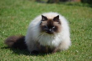 Blaue Augen sind bei einer Neva Masquarade Pflicht. Bild Neva Masquarade Katze