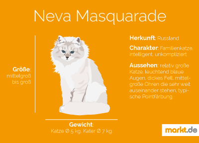 Die Neva Masquarade ist alles andere als eine Diva. Grafik Rasseportrait Neva Masquarade
