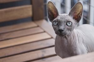Sphynx Katzen haben anders als erwartet kurze und gekräuselte Haare. Sphynx Katze
