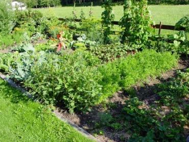Das Anlegen eines Gemüsebeets sollte im Voraus geplant werden. Bild Gemüsebeet mit Zwischenwegen
