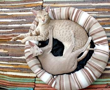 Deckkater