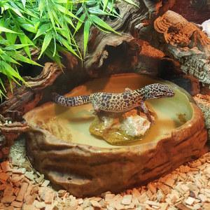 Temperatur und Luftfeuchtigkeit sollten auch in der neuen Wohnung richtig eingestellt sein. Bild Gecko im Terrarium