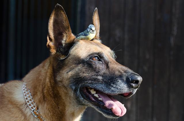 Hund mit Vogel Bild Hund mit Vogel