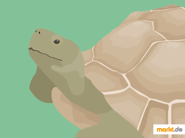 Landschildkröte