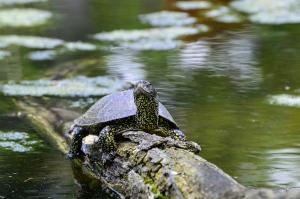 Sumpfschildkröte auf einem Ast