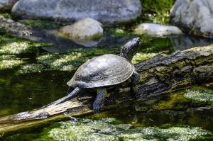 Sumpfschildkröte von hinten auf einem Stein
