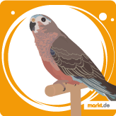 Bourkesittich Bourkesittich