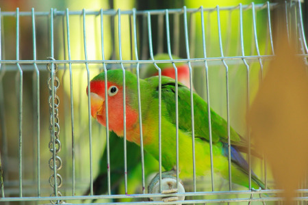 Im Papageienkäfig solltest Du die Tiere eher nicht transportieren. Papagei im Käfig