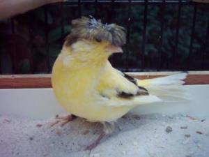 Es gibt sehr viele verschiedene Arten, die sich großteils ähneln. Gloster Kanarienvogel mit Haube