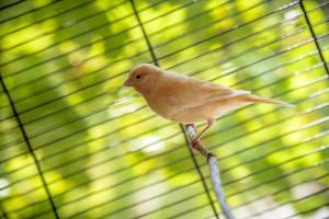 Der Käfig sollt an einem hellen Ort stehen. Kanarienvogel im Käfig