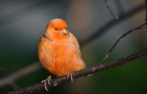 Kanarien brauchen täglich Freiflug. Kanarienvogel Orange