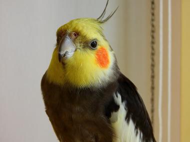 Nymphensittich