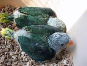 Taubensittich Jungvögel