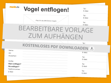 Vogel Entflogen Suchzettel