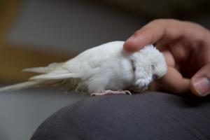 Wellensittiche gibt es in vielen besonderen Zuchtfarben. Wellensittich zahm